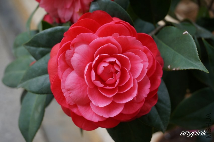 nEO_IMG_DSC04078.jpg