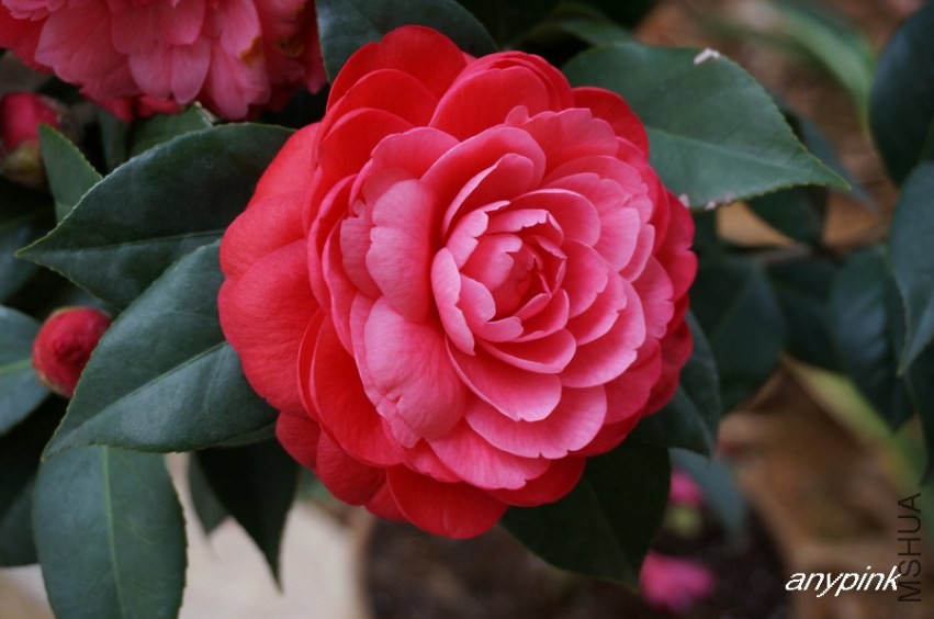 nEO_IMG_DSC04079.jpg