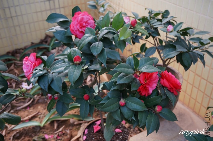nEO_IMG_DSC03955.jpg