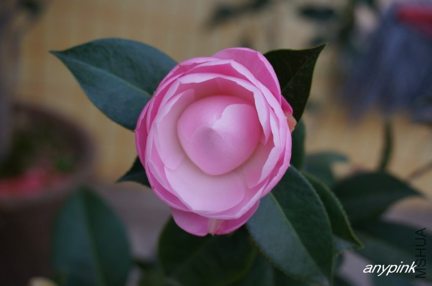 nEO_IMG_DSC03978.jpg