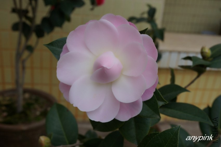 nEO_IMG_DSC04047.jpg