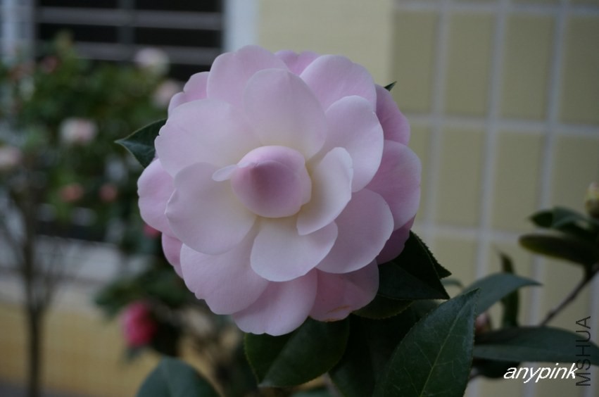 nEO_IMG_DSC04144.jpg