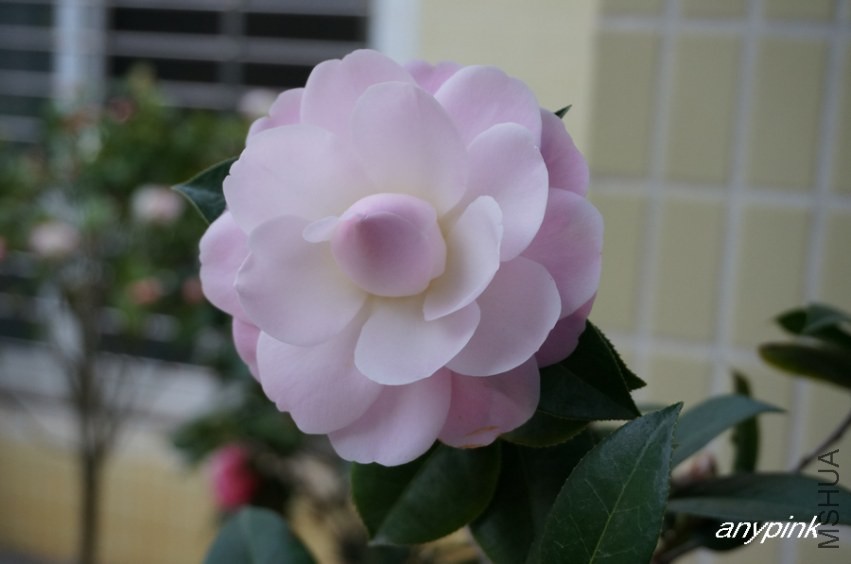 nEO_IMG_DSC04145.jpg
