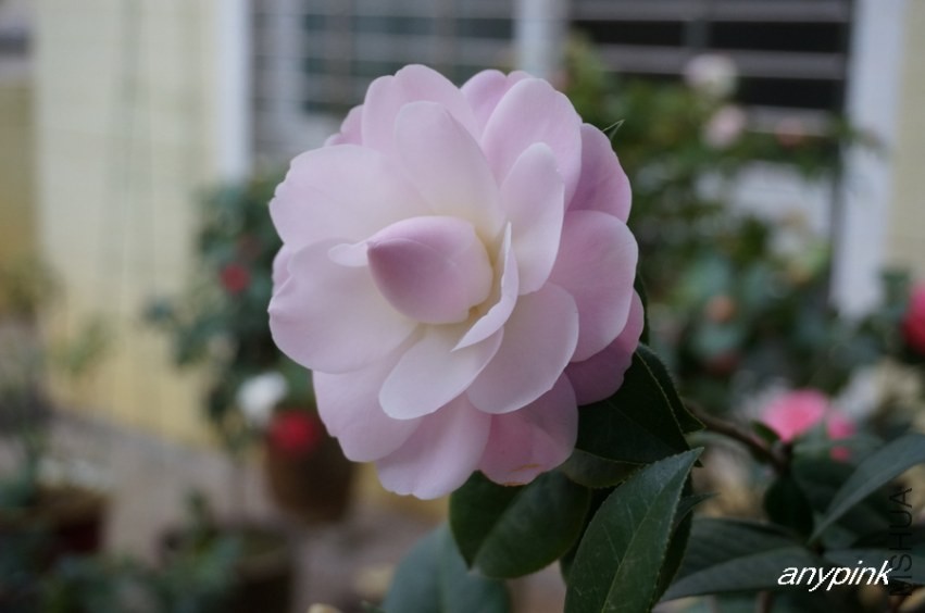 nEO_IMG_DSC04147.jpg