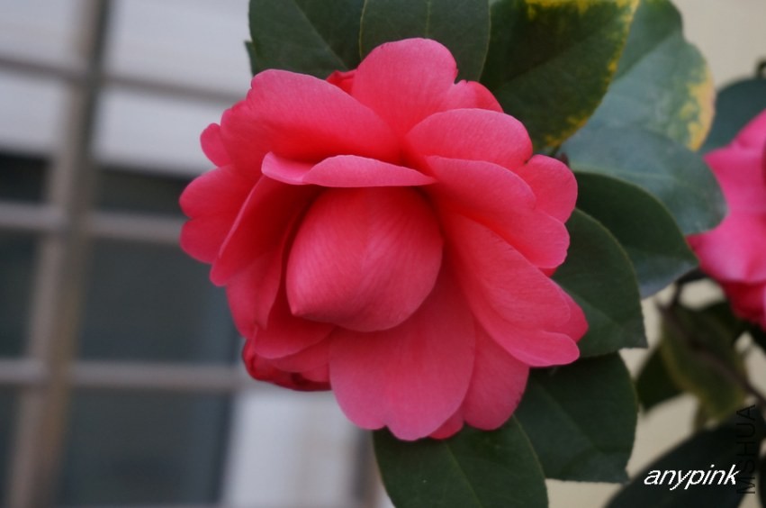 nEO_IMG_DSC03981.jpg