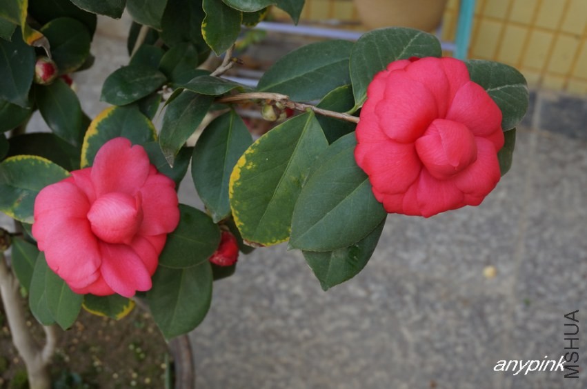 nEO_IMG_DSC03920.jpg