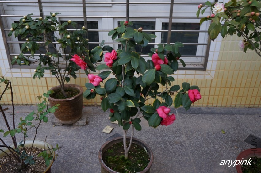 nEO_IMG_DSC03979.jpg