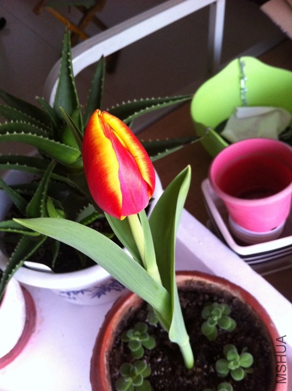 IMG_0252.JPG