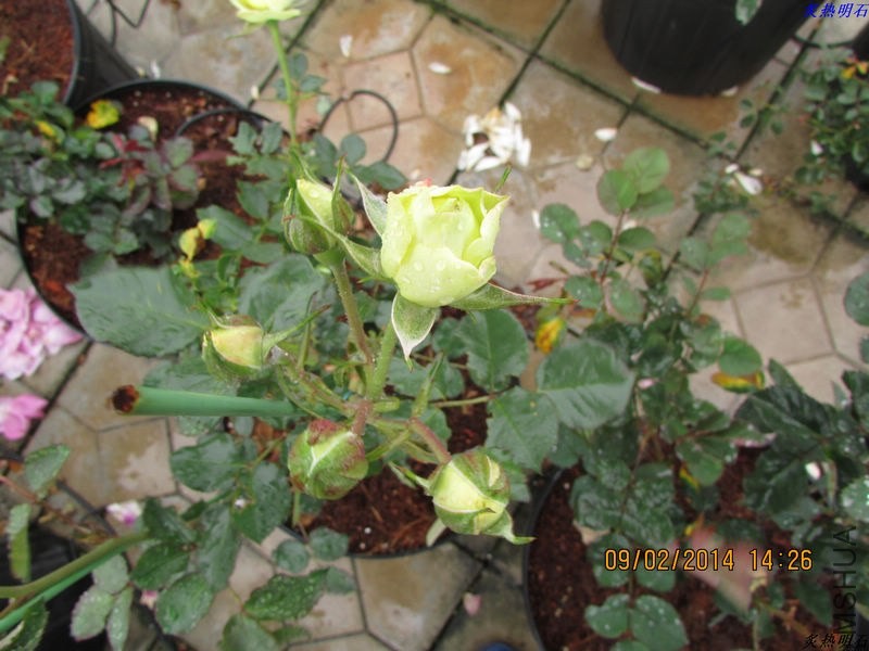 IMG_2106_nEO_IMG.jpg