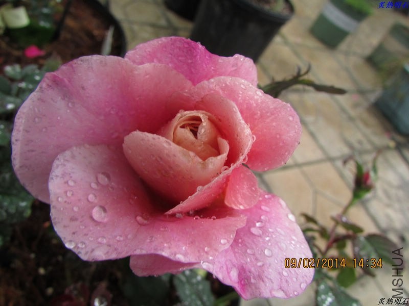 IMG_2153_nEO_IMG.jpg