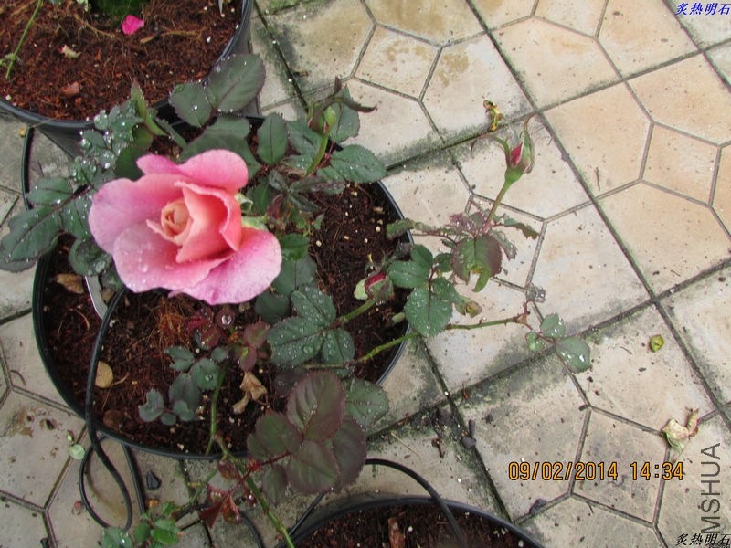 IMG_2155_nEO_IMG.jpg