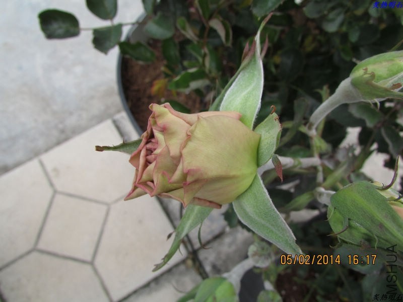 IMG_1908_nEO_IMG.jpg