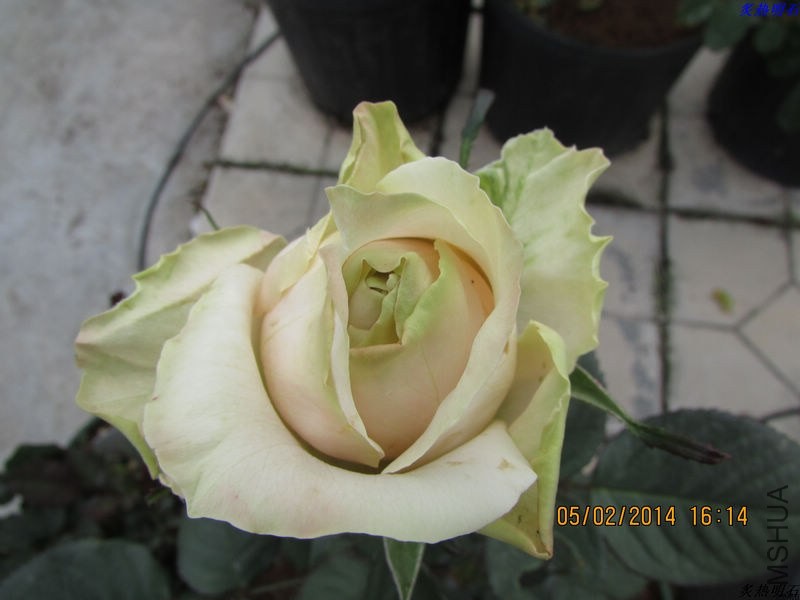 IMG_1887_nEO_IMG.jpg