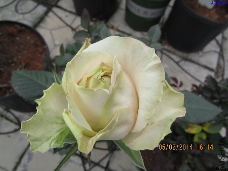 IMG_1889_nEO_IMG.jpg