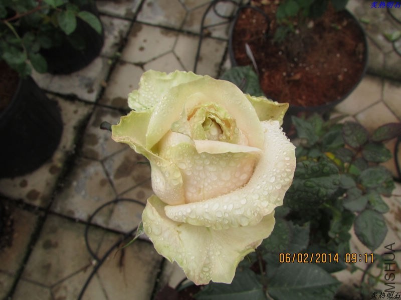 IMG_2020_nEO_IMG.jpg