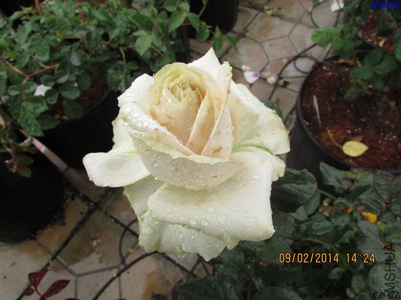 IMG_2090_nEO_IMG.jpg
