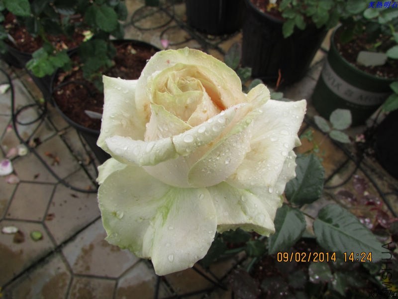 IMG_2091_nEO_IMG.jpg