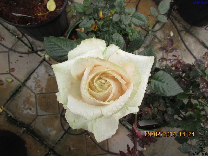 IMG_2092_nEO_IMG.jpg