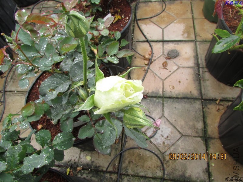 IMG_2136_nEO_IMG.jpg