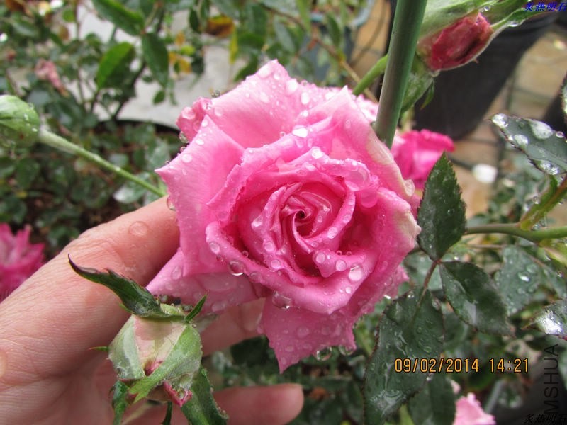 IMG_2079_nEO_IMG.jpg