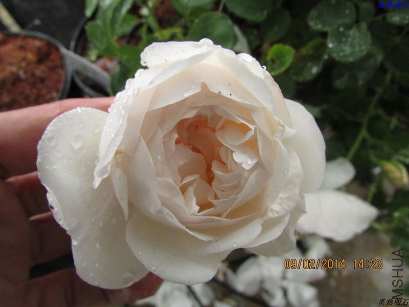 IMG_2085_nEO_IMG.jpg