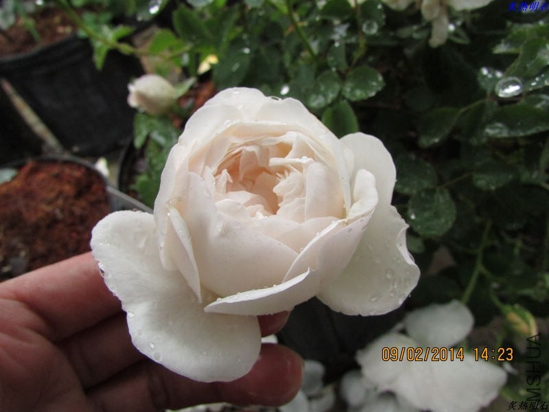 IMG_2086_nEO_IMG.jpg