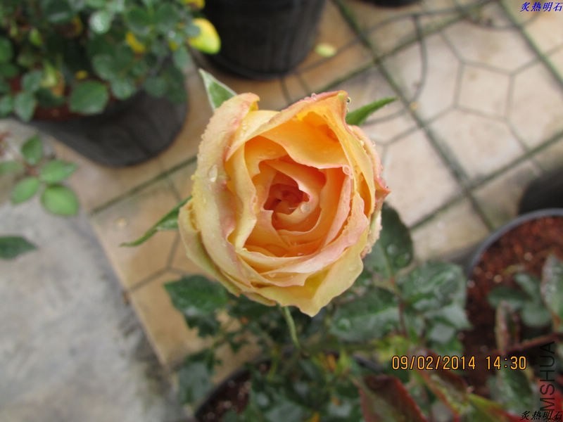 IMG_2130_nEO_IMG.jpg