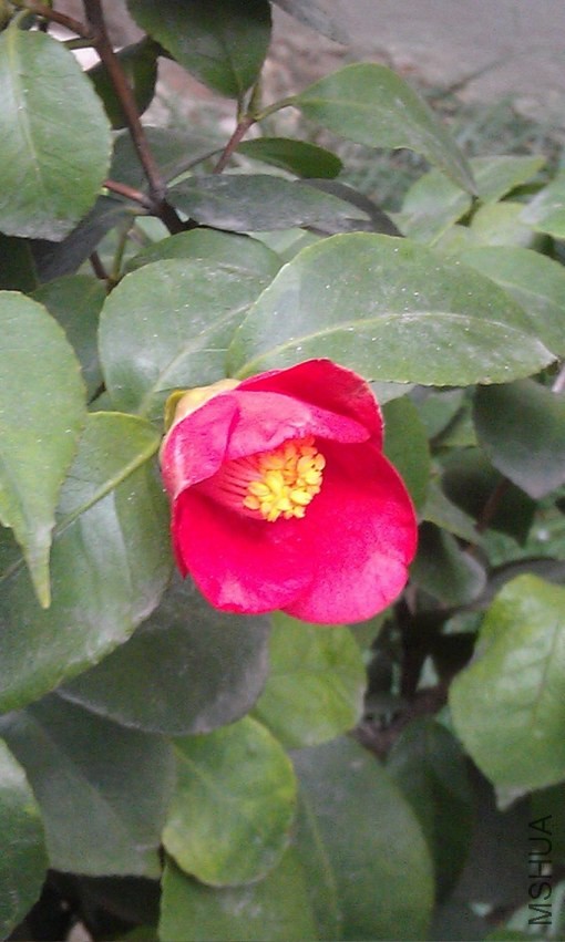 IMAG1516.jpg