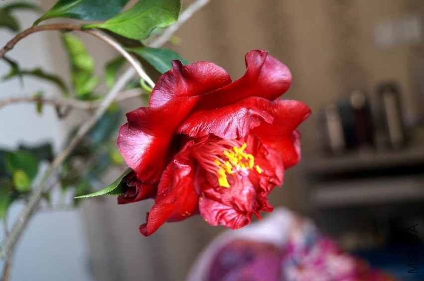 ������С �����ع� DSC02063.JPG