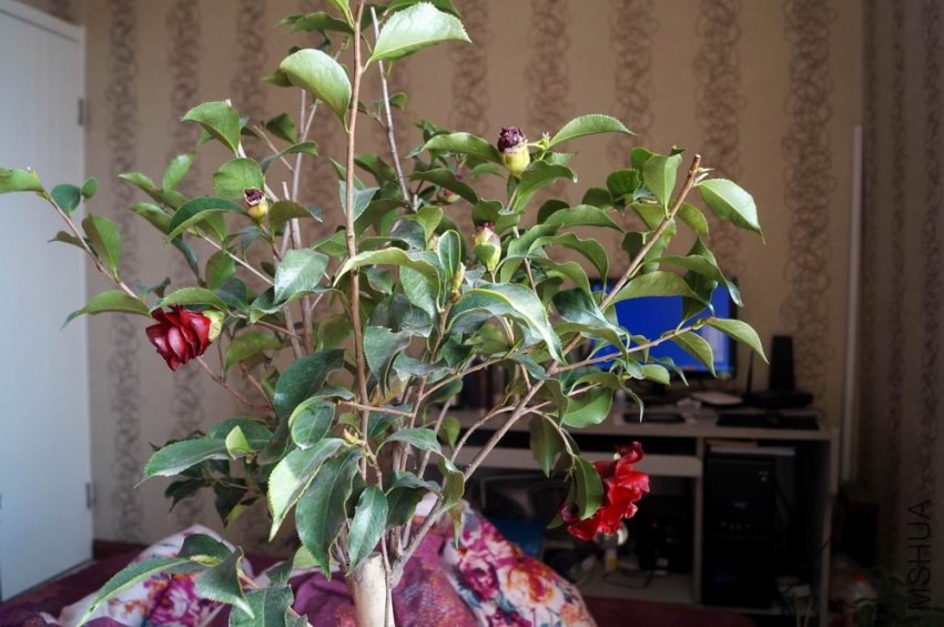������С �����ع� DSC02065.JPG