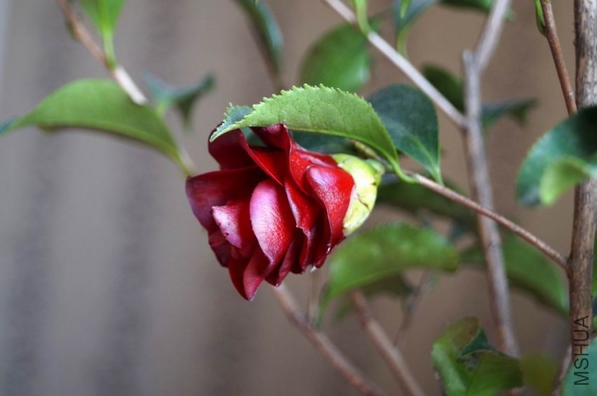 ������С �����ع� DSC02067.JPG
