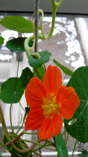 IMG_20140210_080535.jpg