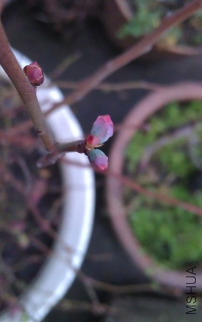 ��ݮ.JPG
