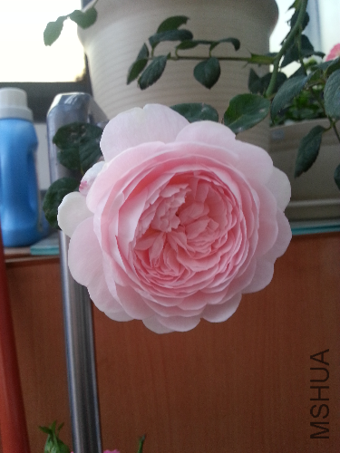 20130426_180809.jpg
