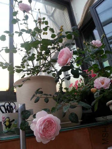 20130426_181151.jpg