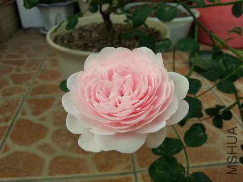 20130430_155918.jpg