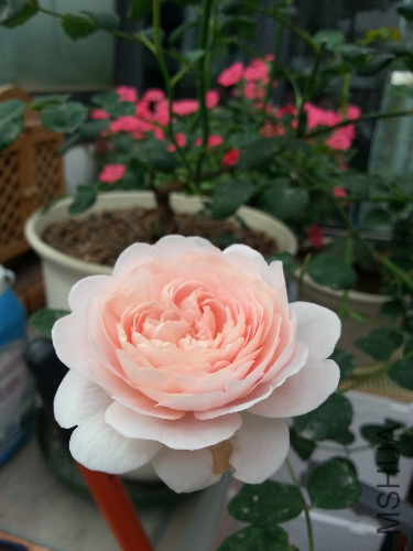 20130430_090635.jpg