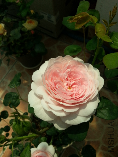 20130428_124754.jpg