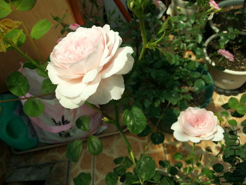 20130428_124831.jpg