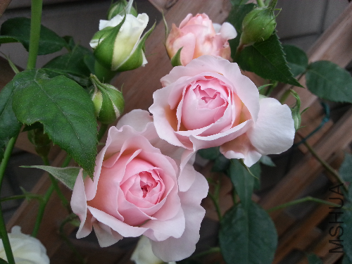 20130503_173530.jpg