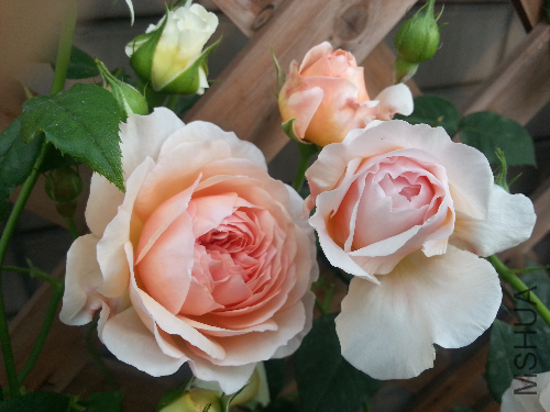 20130504_075207.jpg