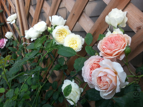 20130505_072749.jpg
