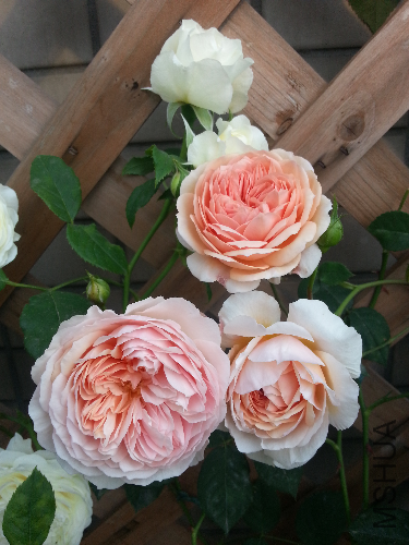 20130505_072803.jpg