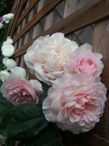20130505_180231.jpg