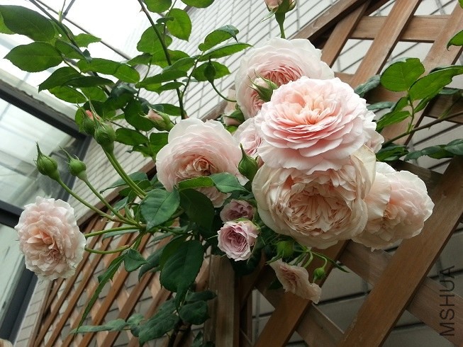 20130515_124907.jpg