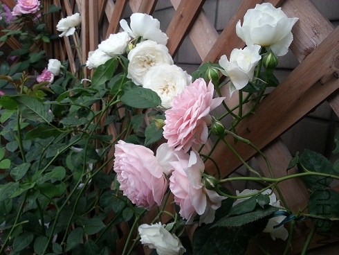 20130505_180159.jpg