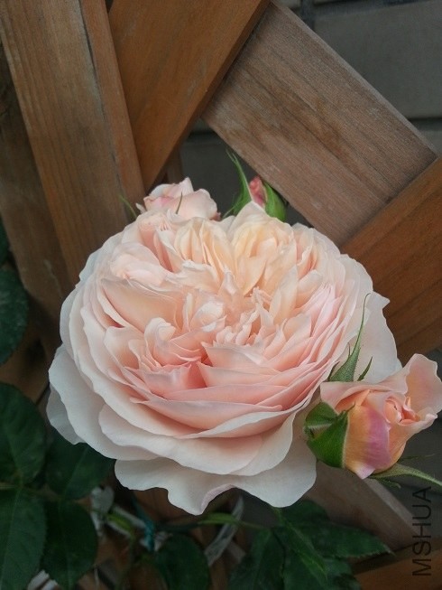 20130504_075332.jpg
