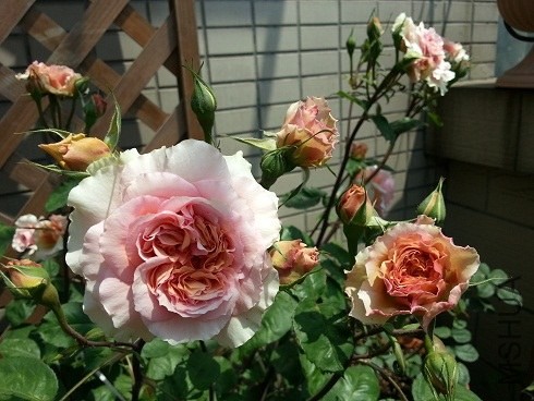 20130428_123900.jpg