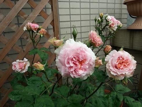 20130429_170241.jpg