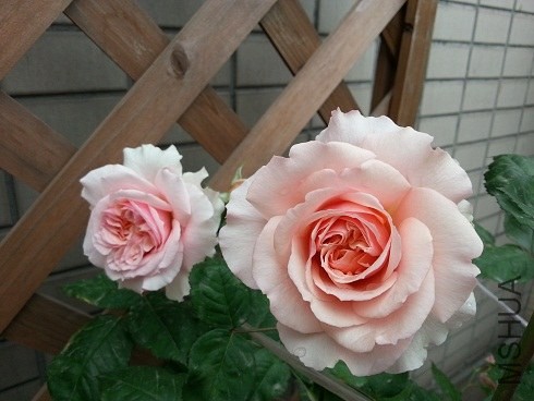 20130430_085638.jpg